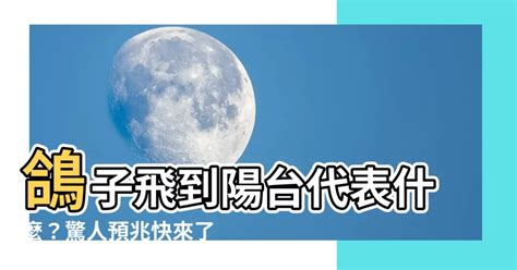 鴿子飛到陽台風水|【鴿子飛來陽台風水】鴿子降臨你家：陽台築巢、飛來停駐的風水。